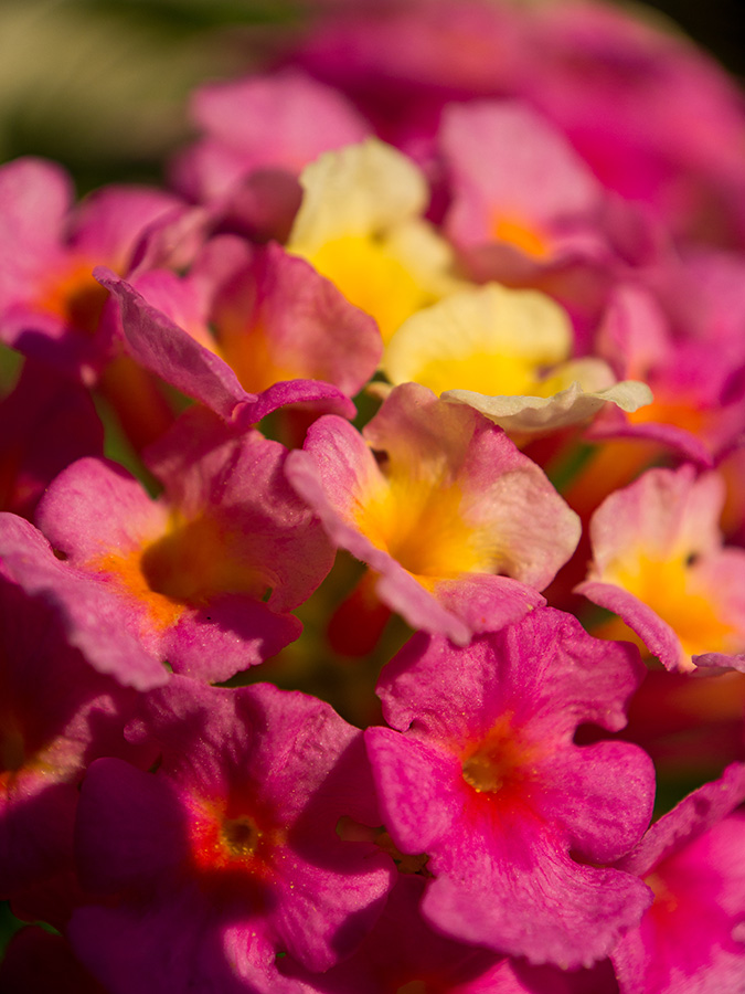 Macro Flowers