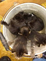 Bucket of kittens