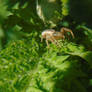 Tiny Predator amongst the leaves.