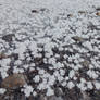 Frosty Spots