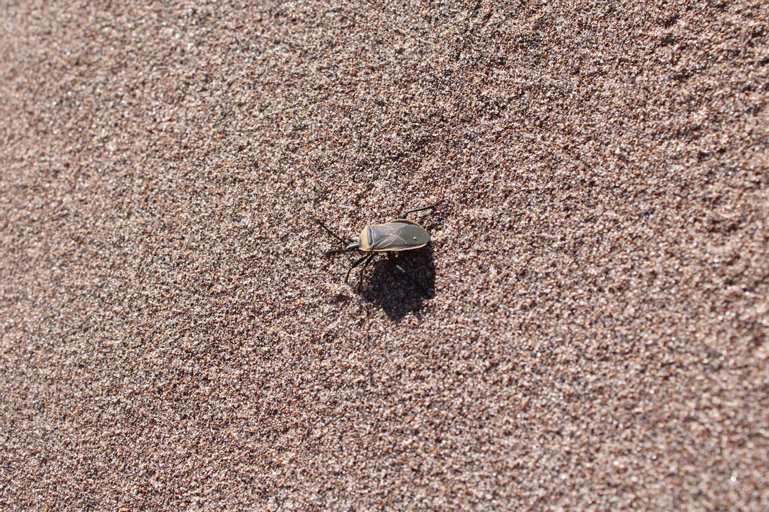 Desh Insect Desert insect by MountainFanatic on DeviantArt