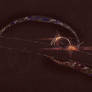 Black Hole Ringworld