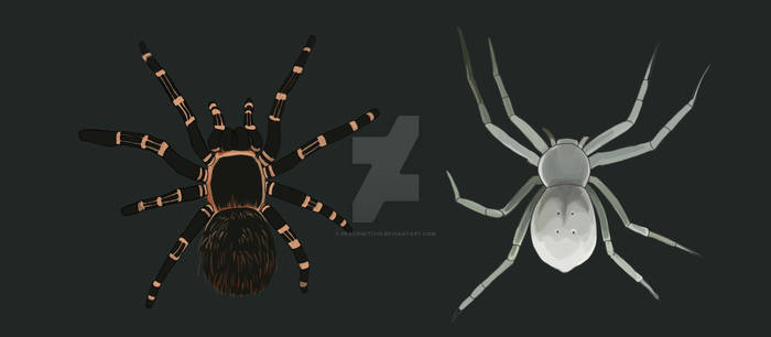 Spider Sticker Halloween