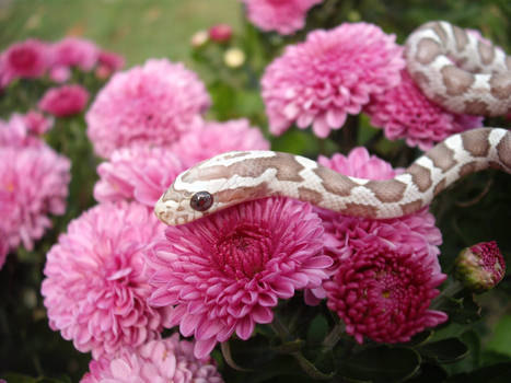 Guyer Ghost Corn Snake