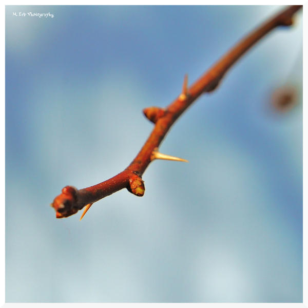 Thorny Signs Of Spring