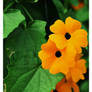 Black-Eyed Susan Vine