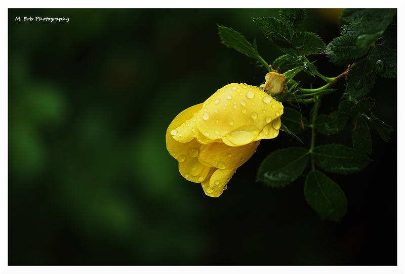 The Yellow Rose