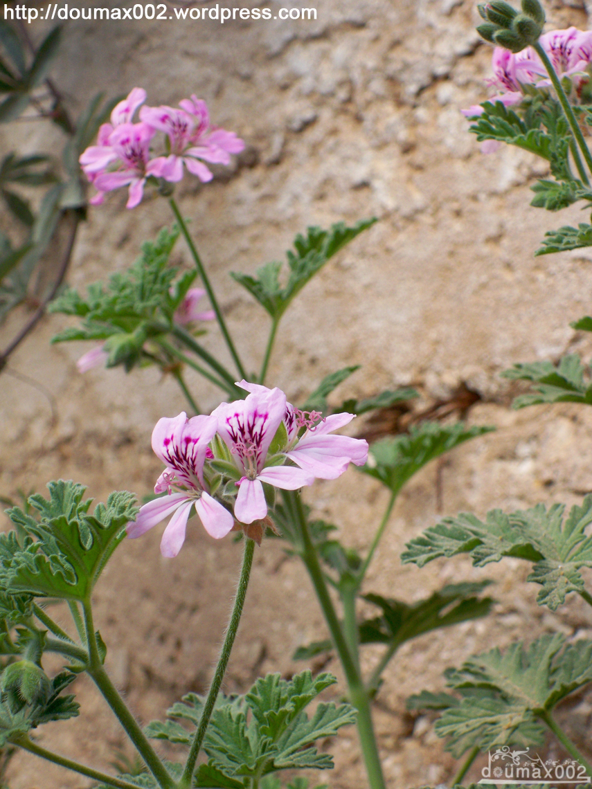 my mother's garden *