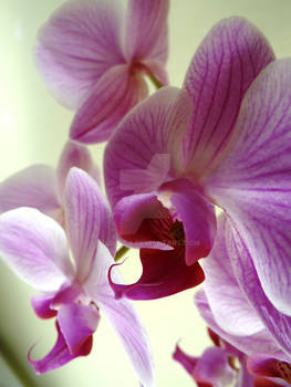 Orchid III