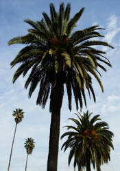 Palm Tree on Sunset by AdrienCGD