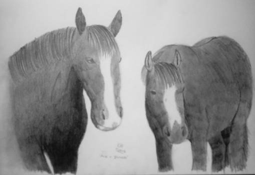 My Horses - Ace and Dinah