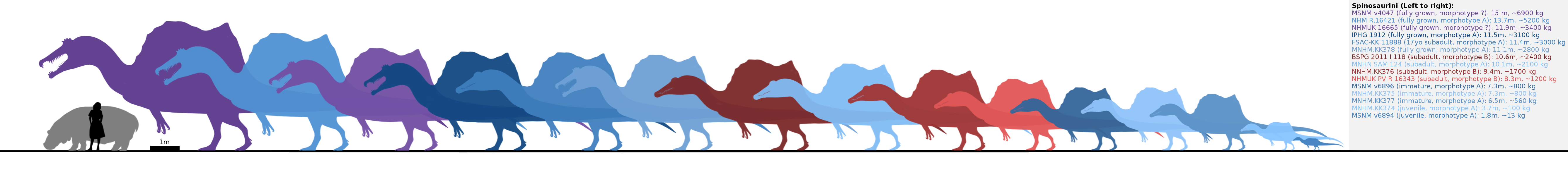 Spinosaurini(=Spinosaurus aegyptiacus?) specimens.