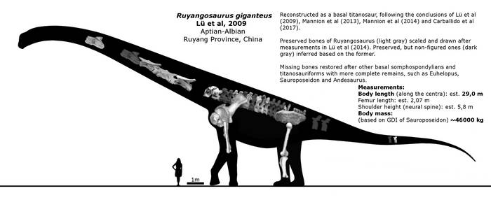 Ruyangosaurus giganteus schematic.