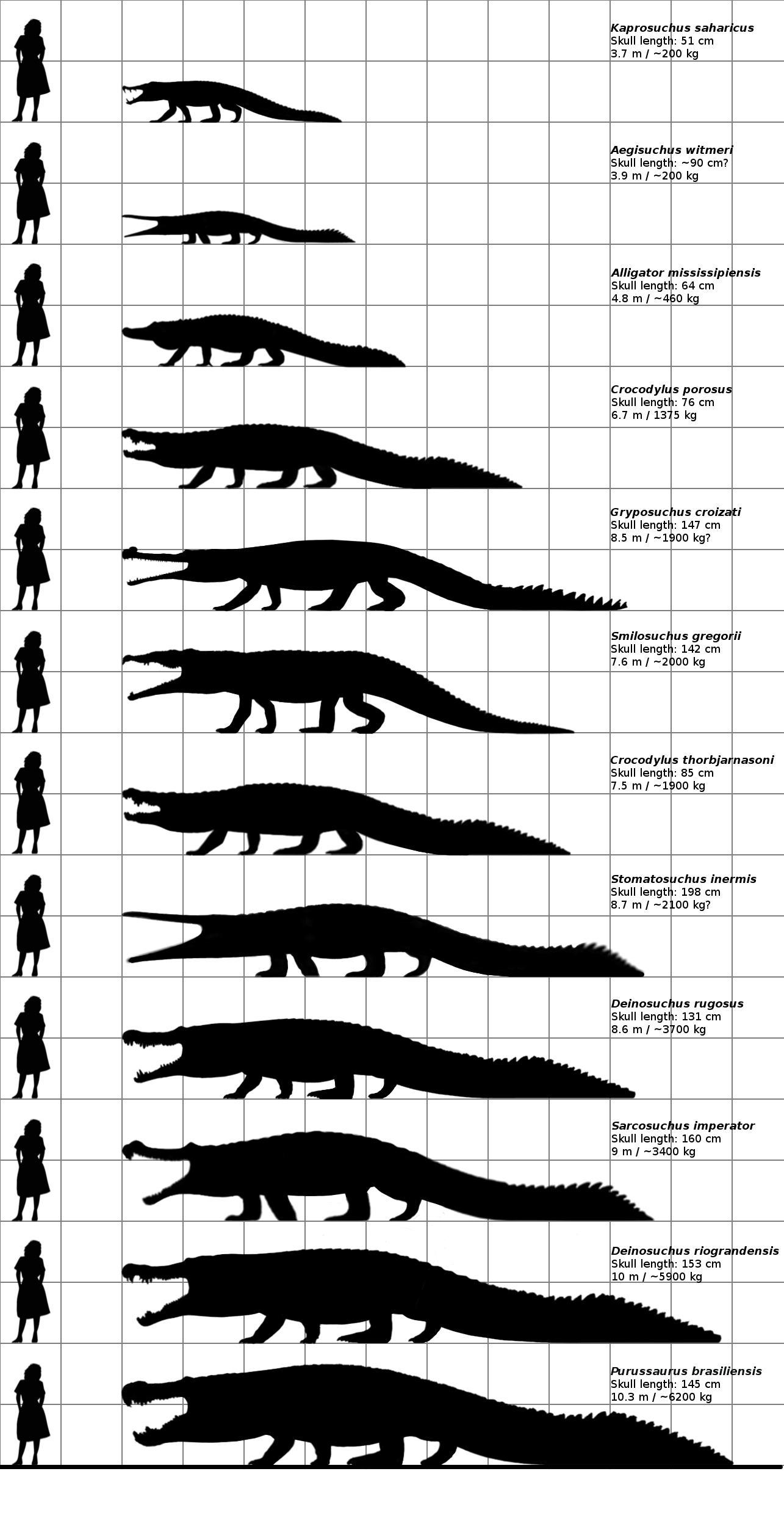 Deinosuchus hatcheri multiview skeletal by Fadeno on DeviantArt