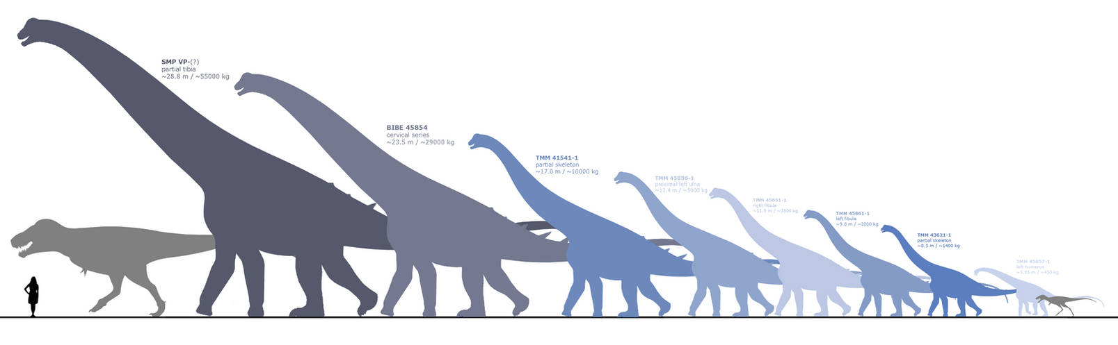 Сравнение динозавров. Alamosaurus sanjuanensis. Сравнение размеров динозавров. Динозавры по сравнению с человеком. Размеры динозавров.