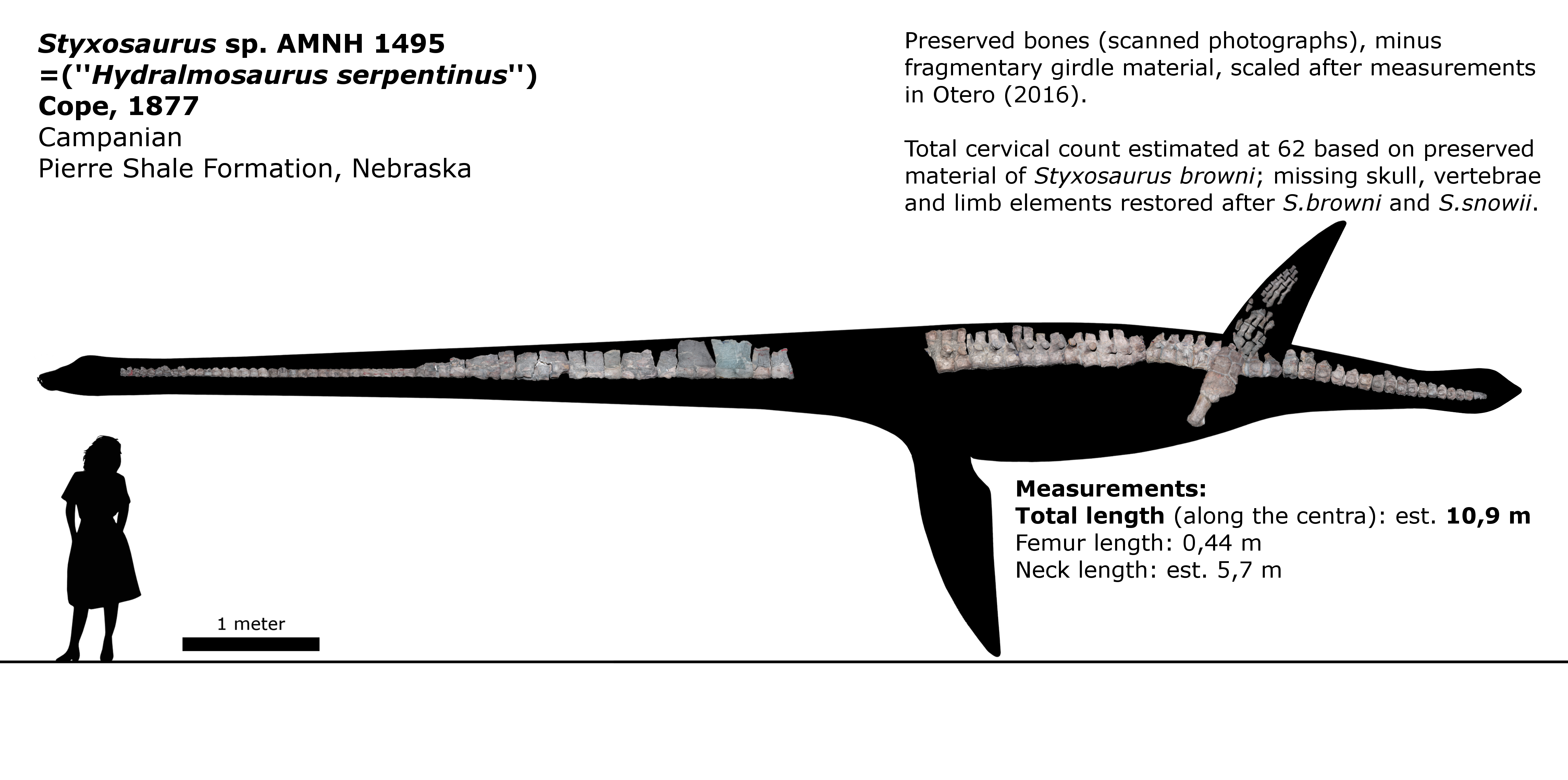 Styxosaurus sp. schematic.