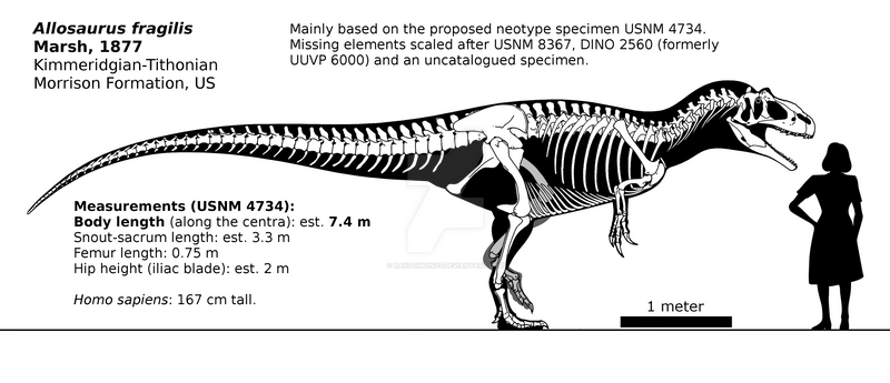 Allosaurus fragilis skeletal reconstruction.