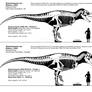 Tyrannosaurus rex skeletal reconstructions.