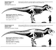 Tyrannosaurus rex skeletal reconstructions.