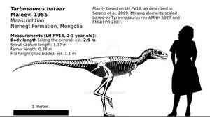 Tarbosaurus bataar (juvenile) reconstruction.