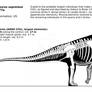 Camarasaurus supremus skeletal reconstruction.