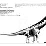 Dreadnoughtus schrani skeletal reconstruction.
