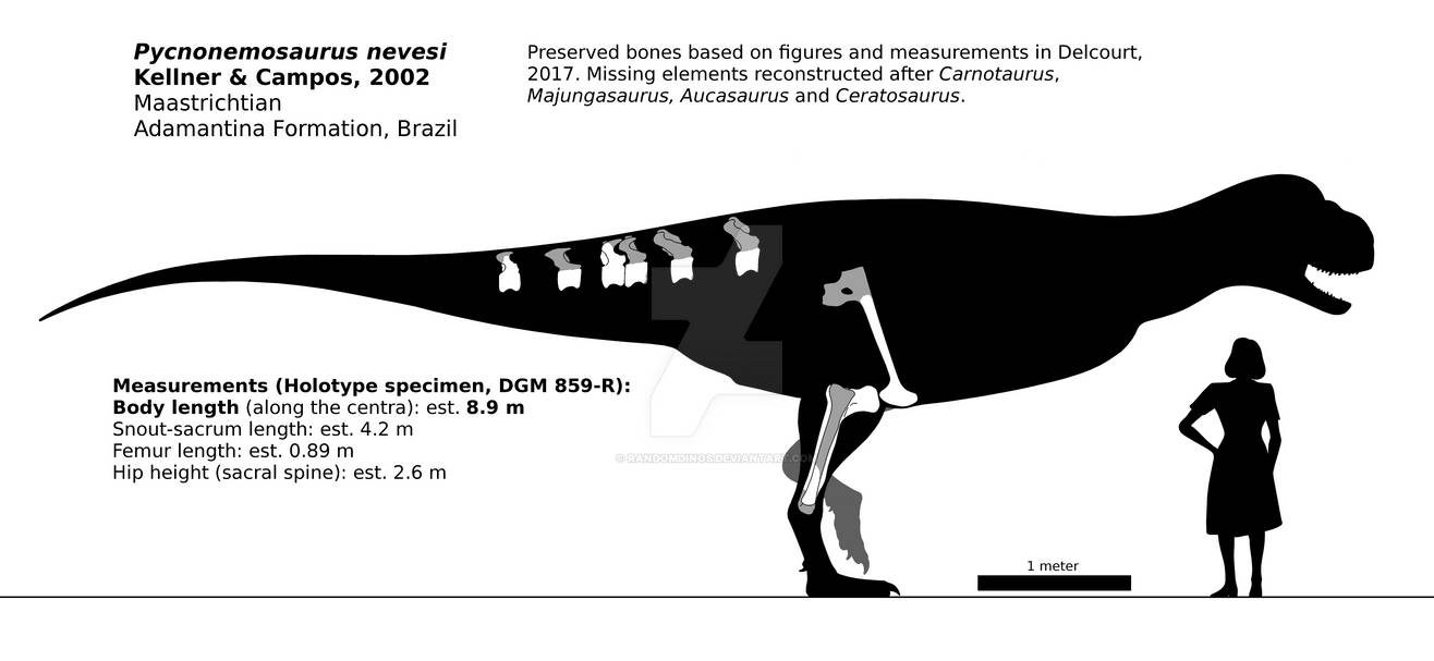 Top 10 abelisáuridos más grandes Pycnonemosaurus_nevesi_schematic__by_randomdinos_ddn2rl8-pre.jpg?token=eyJ0eXAiOiJKV1QiLCJhbGciOiJIUzI1NiJ9.eyJzdWIiOiJ1cm46YXBwOjdlMGQxODg5ODIyNjQzNzNhNWYwZDQxNWVhMGQyNmUwIiwiaXNzIjoidXJuOmFwcDo3ZTBkMTg4OTgyMjY0MzczYTVmMGQ0MTVlYTBkMjZlMCIsIm9iaiI6W1t7InBhdGgiOiJcL2ZcLzAzMmY5OTA2LTI0MGEtNGI0YS1iMGNmLTMzZjUxMTIyMjg4N1wvZGRuMnJsOC1iZWE3MzU4OC03YzQ0LTQwN2UtOTQ5Yy02NDlhY2IwMGQ1NGQucG5nIiwiaGVpZ2h0IjoiPD04ODYiLCJ3aWR0aCI6Ijw9MTkyMCJ9XV0sImF1ZCI6WyJ1cm46c2VydmljZTppbWFnZS53YXRlcm1hcmsiXSwid21rIjp7InBhdGgiOiJcL3dtXC8wMzJmOTkwNi0yNDBhLTRiNGEtYjBjZi0zM2Y1MTEyMjI4ODdcL3JhbmRvbWRpbm9zLTQucG5nIiwib3BhY2l0eSI6OTUsInByb3BvcnRpb25zIjowLjQ1LCJncmF2aXR5IjoiY2VudGVyIn19