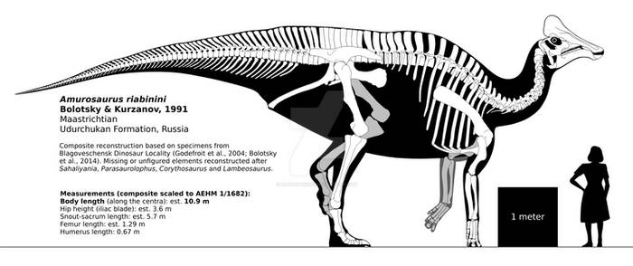 Amurosaurus riabinini skeletal reconstruction.