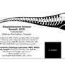 Daspletosaurus torosus skeletal reconstruction.