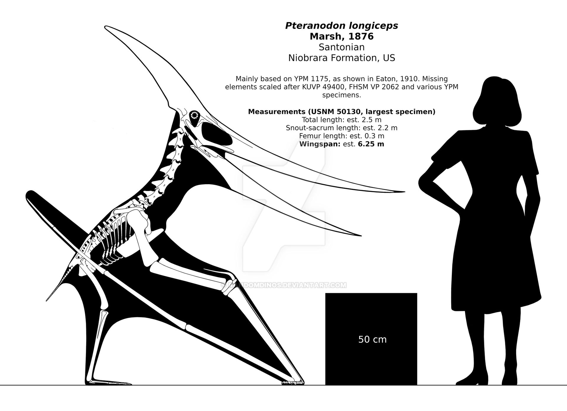 Pterodon Pteranodon longiceps skeletal reconstruction. by randomdinos on DeviantArt