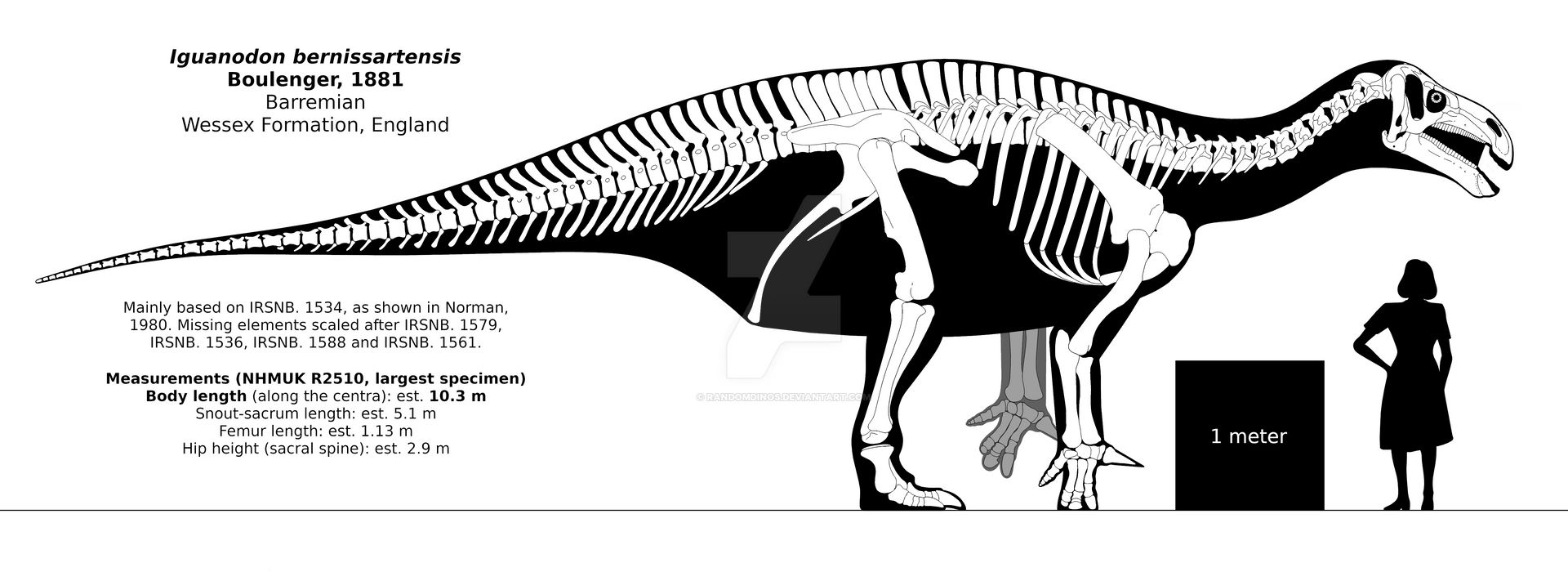 Iguanodon bernissartensis skeletal reconstruction. by randomdinos on DeviantArt