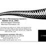 Torvosaurus tanneri skeletal reconstruction.