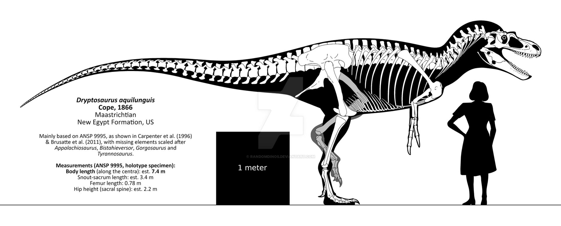 Dryptosaurus Aquilunguis Skeletal Reconstruction By Randomdinos On dryptosaurus-aquilunguis-skeletal-reconstruction-by-randomdinos-on