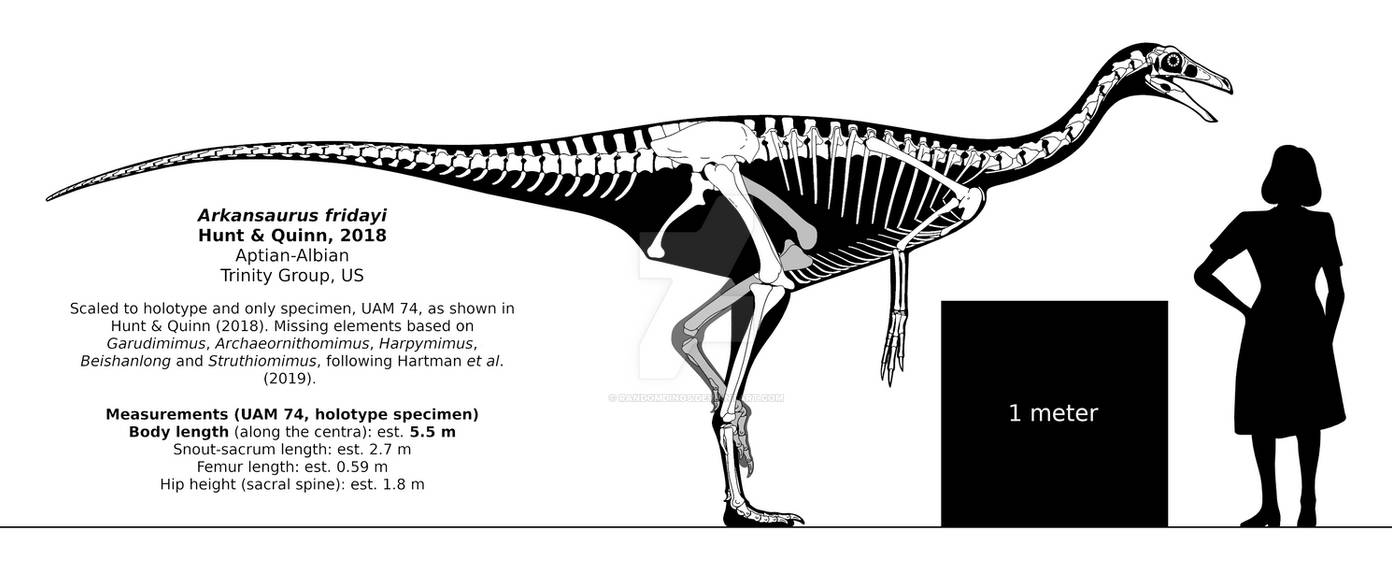 Arkansaurus Arkansaurus fridayi skeletal reconstruction. by randomdinos on DeviantArt