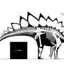 Stegosaurus stenops (`Sophie`) reconstruction.