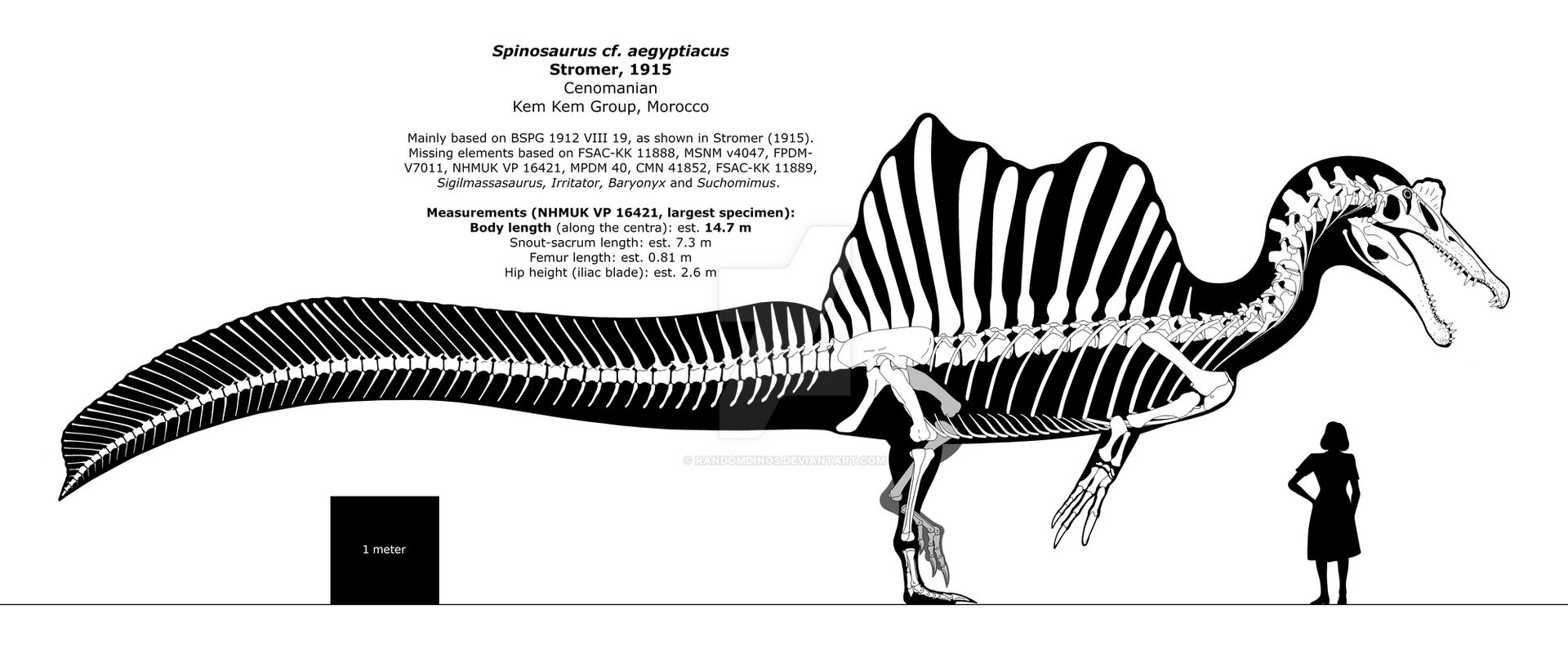 Spinosaurus Aegyptiacus Skeleton A Spinosaurus Aegyptiacus Comes To spinosaurus-aegyptiacus-skeleton-a-spinosaurus-aegyptiacus-comes-to
