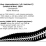 Deinosuchus hatcheri skeletal reconstruction.