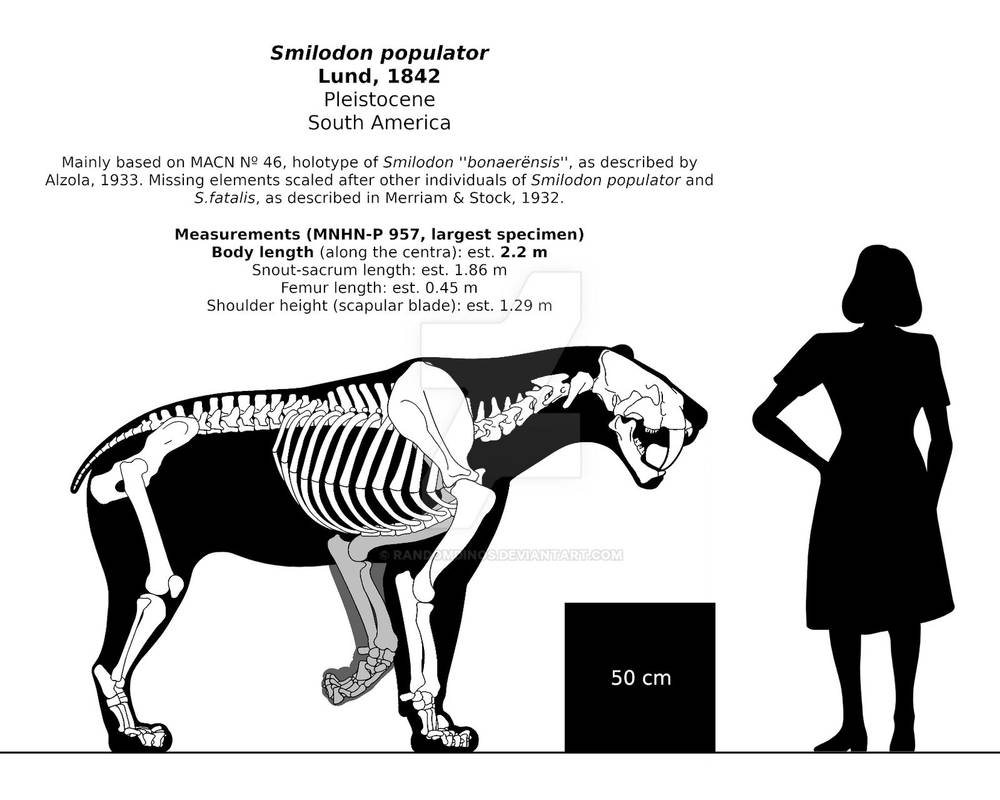 Smilodon Tibia Smilodon populator skeletal reconstruction. by randomdinos on DeviantArt
