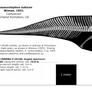 Parasaurolophus tubicen skeletal reconstruction.
