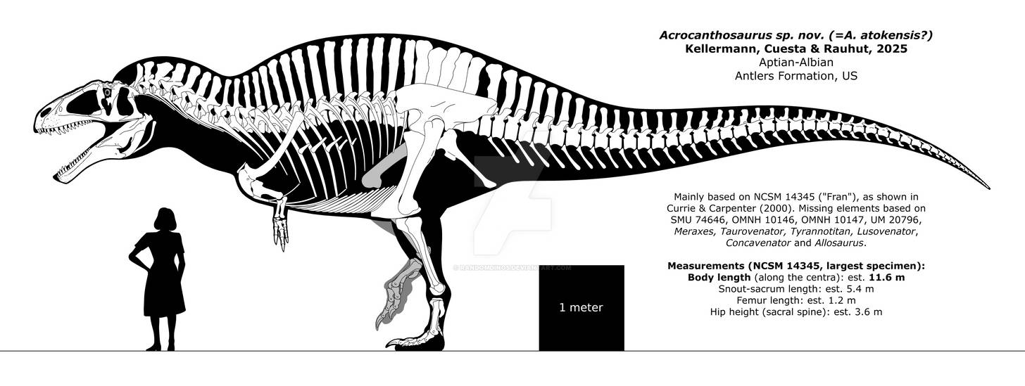 Acrocanthosaurus sp. skeletal reconstruction.