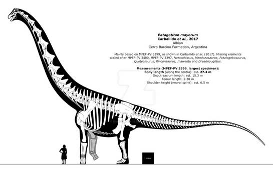 Patagotitan mayorum skeletal reconstruction.