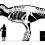 Tarbosaurus bataar skeletal reconstruction.