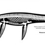 Albertonectes vanderveldei skeletal reconstruction