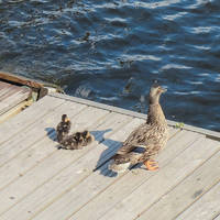 ducklings