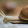 Snail