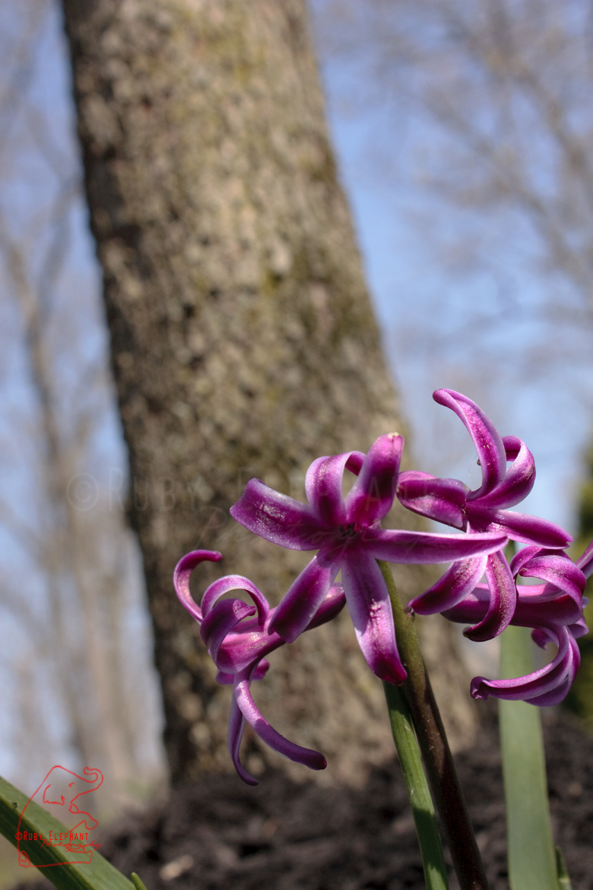 Blossom's Shade