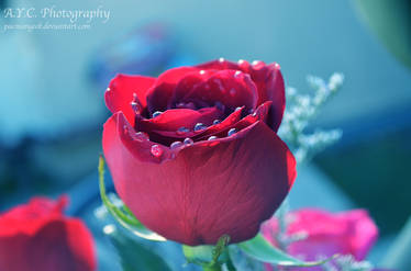 Red Rose