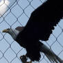 Caged Bird of Freedom