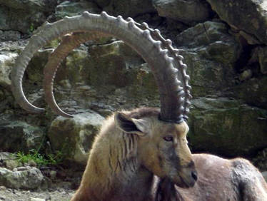 Capricorn goat