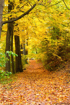 Autumn Path